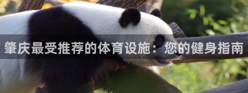 意昂体育3招商电话地址：肇庆最受推荐的体育设施：您的