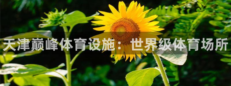 意昂3集团E.ON：天津巅峰体育设施：世界级体育场所